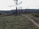 tree2.jpg
