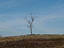 tree3.jpg