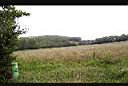 field2.jpg