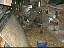 shed1.JPG