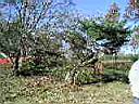 TREE.JPG