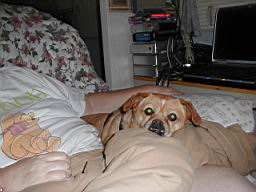 dog2.JPG
