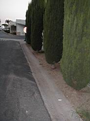 hedge1.JPG