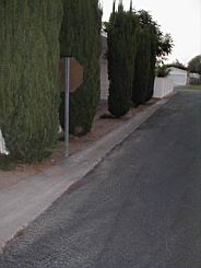 hedge2.JPG