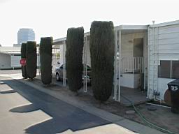 hedge3.JPG
