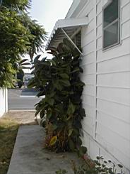 rubberplant2.JPG