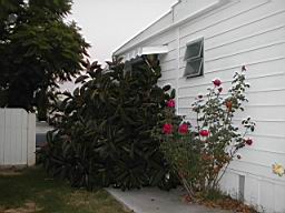 4rubber-plant-b4.jpg